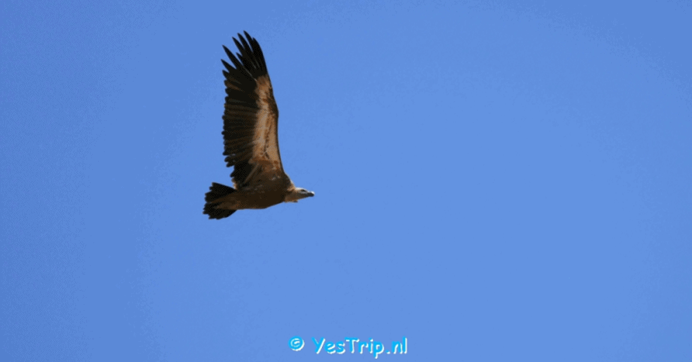 xxx Griffon vultures Vultures near Campo Maior